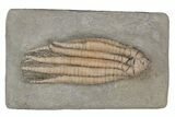 Fossil Crinoid (Scytalocrinus) - Crawfordsville, Indiana #216134-1